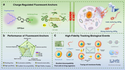 細胞質膜熒光染料新突破 錢兆生課題組聯合金志剛團隊實現生物學事件長時間精準追蹤